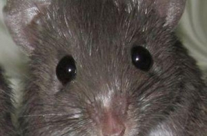 США сбросят мертвых мышей на остров Гуам