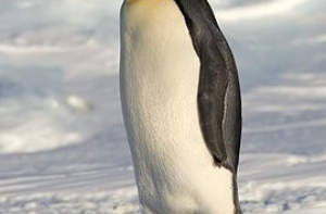 Умер найденный в Новой Зеландии пингвин