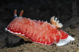 Ученые нашли существо с одноразовым пенисом