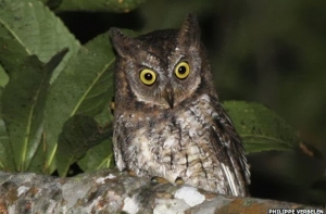 В Индонезии ученые обнаружили новый вид сов