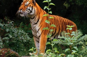 Тигр растерзал укротителя прямо во время представления (ВИДЕО)