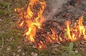 В Латвии уже активизировались поджигатели старника