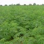 Американцы нашли на пляже груз марихуаны на миллион долларов