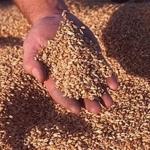 В еде для солдат на Южных Курилах обнаружили насекомых