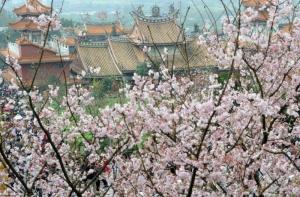 В Токио началось цветение сакуры