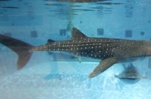 Во Флориде поймали двухголовую акулу