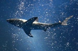 Гигантская белая акула напала на туристов (ВИДЕО)