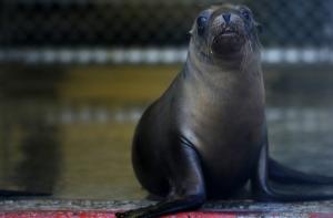 Сотни морских львов выбросило на пляжи Калифорнии