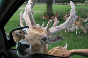 Автомашина сбила оленя