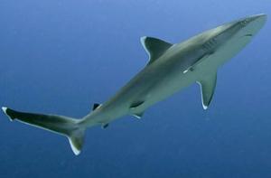 Британец, спасший детей от акулы, уволен за прогул