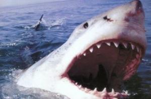 Известный режиссер погиб в пасти акулы (ВИДЕО)