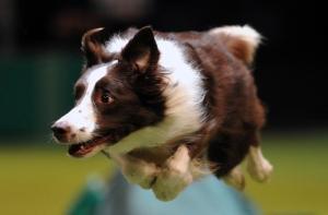 В ROYAL CANIN Dino ARENA пройдет «Фестиваль домашних животных»