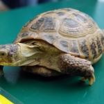 В Бангкоке решат судьбу черепах и белых медведей