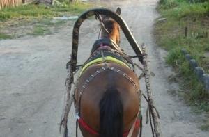 Литва запретила латвийские консервы