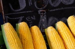 В Германию завезли зараженную кукурузу