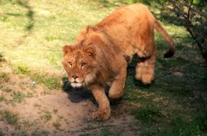 В США лев Кус-Кус растерзал девушку-волонтера