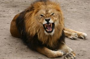 Лев загрыз женщину во время секса