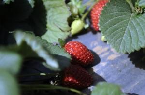 Балтийские крестьяне получат еще 500 миллионов евро