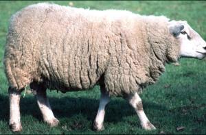 Восьминогий и трехглазый ягненок-мутант родился в Казахстане