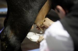 Производство молока в Латвии увеличилось на 3,4%