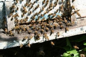 В ЮАР пчелы покусали более 40 детей