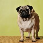 В пасхальные каникулы на Кипсале пройдет выставка животных Pet Ekspo