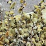 Католики сегодня отмечают Вербное воскресенье