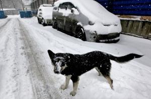 Пес принес домой труп новорожденной девочки