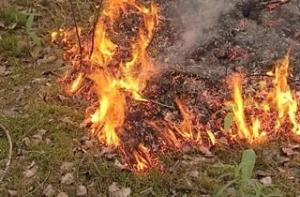 В Латвии уже жгут траву