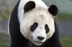 Китайских панд землетрясение загнало на верхушки деревьев