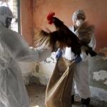 Десятки человек заразились вирусом птичьего гриппа