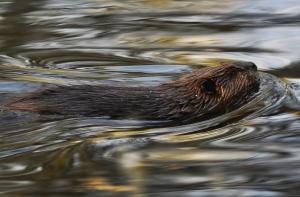 Бобер насмерть загрыз рыбака (ВИДЕО)