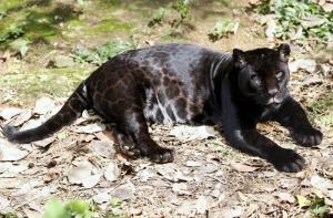 В цирке Новосибирска пантера напала на пенсионерку