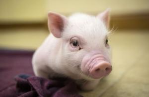 Новая научная сенсация - «Поросенок-26»