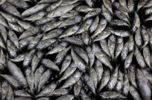 PVD следит за производителями рыбных продуктов