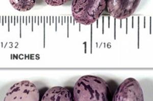 Конверт с ядом Обаме прислал двойник Элвиса