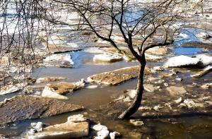 Уровень воды в Даугаве падает, в Гауе растет