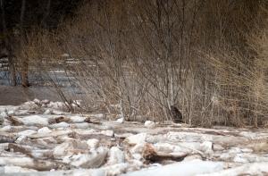 В Валмиере резко вырос уровень воды, жителей готовят к эвакуации