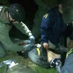 Опубликовано видео захвата бостонского террориста Джохара Царнаева (ВИДЕО)