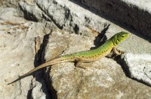 В пожаре в зоопарке неподалеку от Эдинбурга погибли десятки редких животных