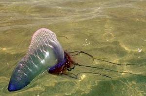Ядовитые медузы атаковали пляжи Испании