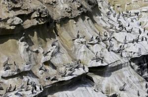 В Англии гибнут сотни птиц