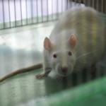 Ученые пересадили крысе искусственно выращенную почку