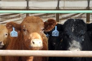 Уволили многолетнего директора института Bior Рафаэля Иоффе