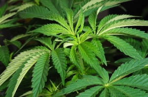 Cестру Царнаевых отдали под суд за хранение наркотиков