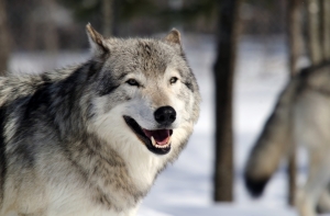 Волки оказались сообразительнее собак