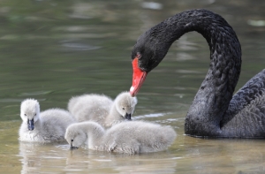 В Курземе лебеди гибнут из-за утечки нефтепродуктов