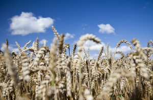Урожай озимой пшеницы будет меньше прошлогоднего