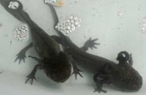 Саламандры смогут лечить людей