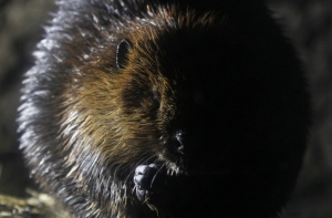 Житель Латгалии стал жертвой агрессивного бобра (АУДИО, ВИДЕО)